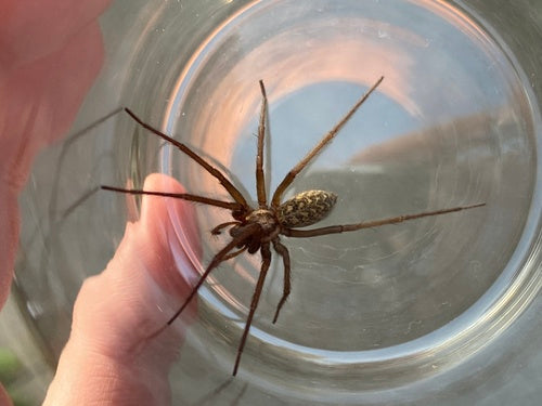 Grande araignée de maison — Bild 4
