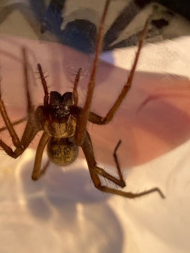 Grande araignée de maison — Bild 3