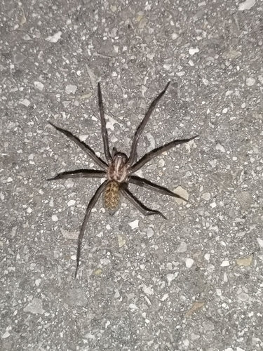 Grande araignée de maison — Bild 2