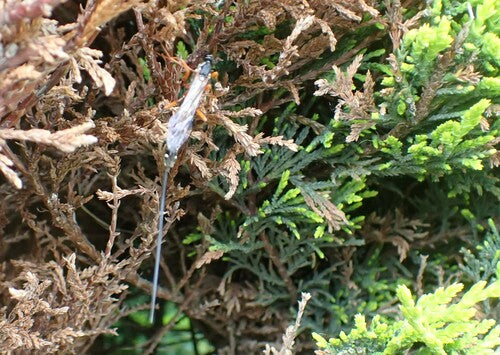 Grande guêpe parasite des bois — Bild 2