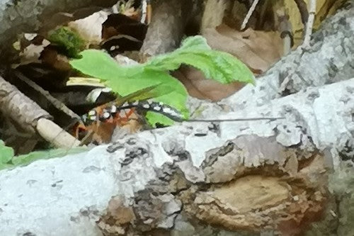 Grande guêpe parasite des bois — Bild 5