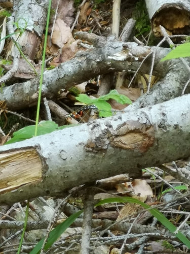 Grande guêpe parasite des bois — Bild 4