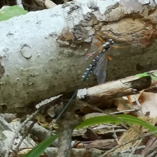 Grande guêpe parasite des bois — Bild 3