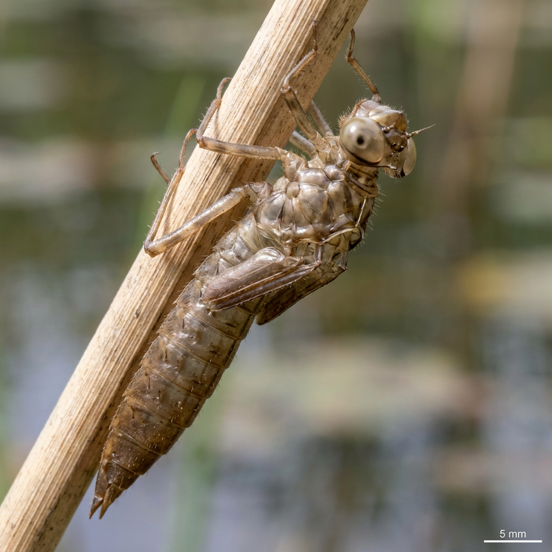 Grande libellule (Exuvia)