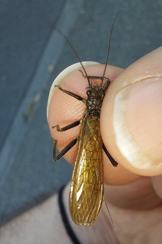 Grande mouche des pierres — Bild 4