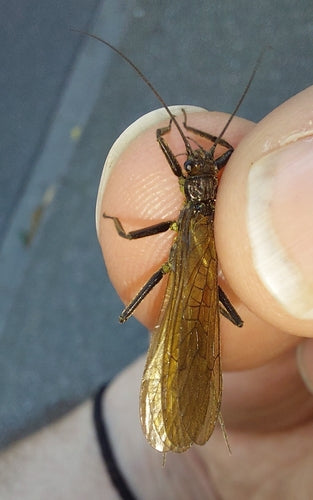 Grande mouche des pierres — Bild 3