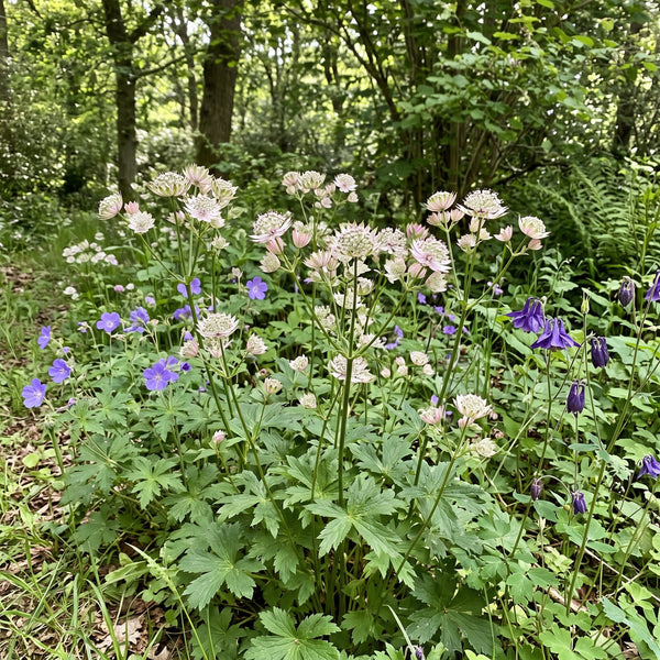 Große Sterndolde (Astrantia major) in Blüte im naturnahen Garten (KI-generiert)