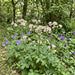 Große Sterndolde (Astrantia major) in Blüte im naturnahen Garten (KI-generiert)