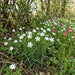 Große Sternmiere (Stellaria holostea) in Blüte im naturnahen Garten (KI-generiert)