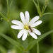 Blüte von Große Sternmiere (Stellaria holostea) in Nahaufnahme (KI-generiert)