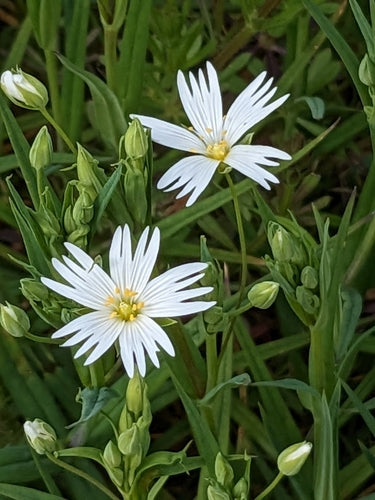 Grande stellaire — Bild 4