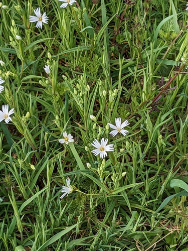 Grande stellaire — Bild 3