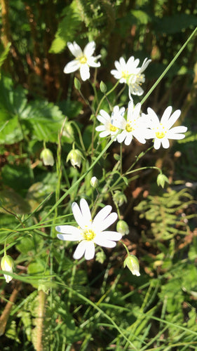 Grande stellaire — Bild 5