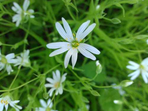 Grande stellaire — Bild 2