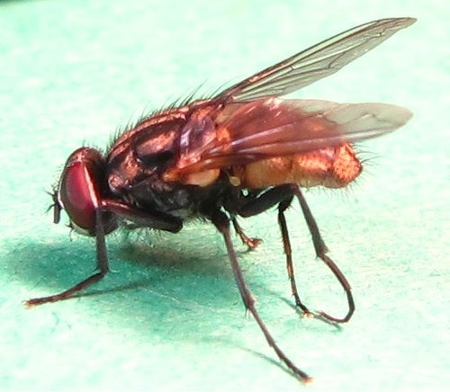 Große Stubenfliege - Bild 2