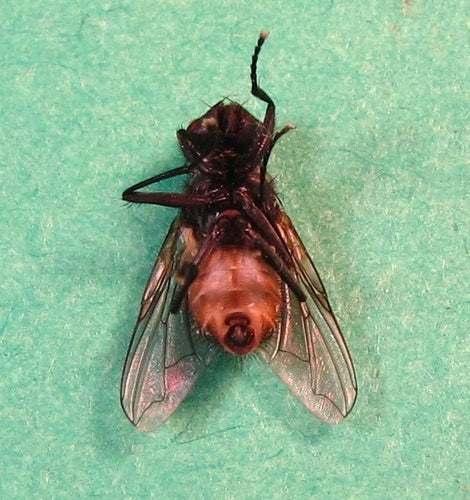 Große Stubenfliege - Bild 4