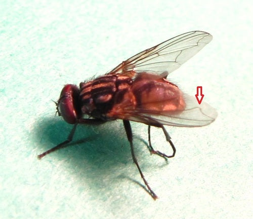 Große Stubenfliege - Bild 5