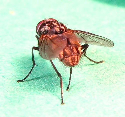 Grosse mouche domestique — Bild 4