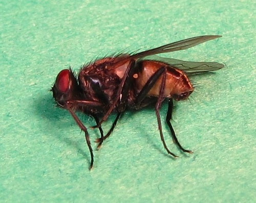 Große Stubenfliege - Bild 7