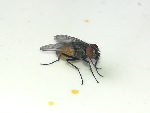 Grosse mouche domestique — Bild 2
