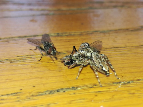 Große Stubenfliege - Bild 1