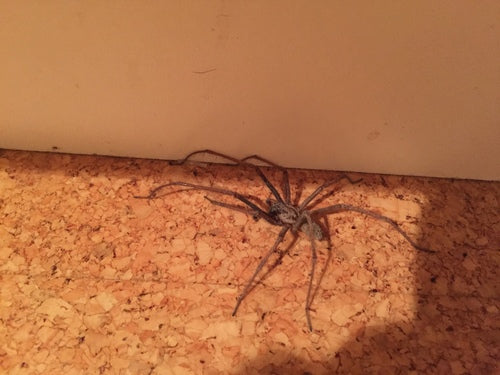 Araignée grand angle — Bild 5