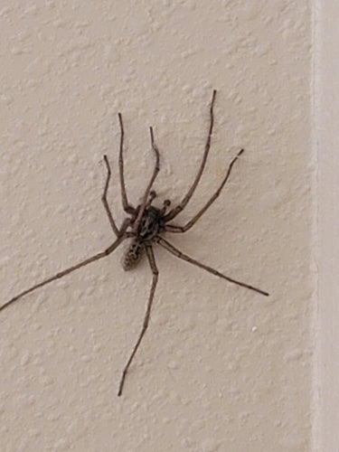 Araignée grand angle — Bild 4