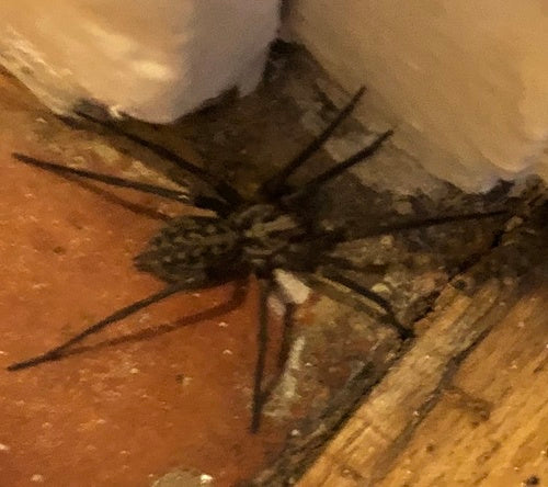 Araignée grand angle — Bild 2