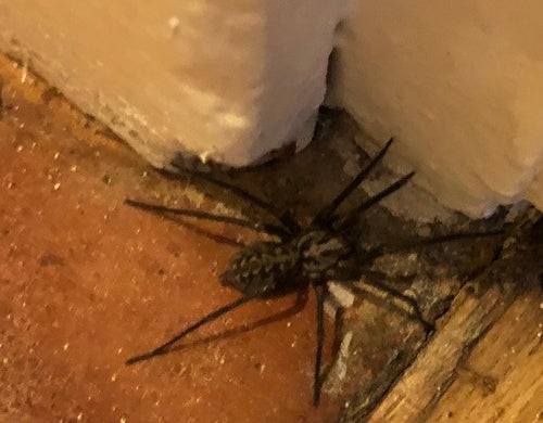 Araignée grand angle — Bild 3