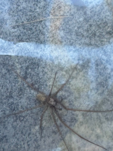 Araignée grand angle — photo 5 sur 12