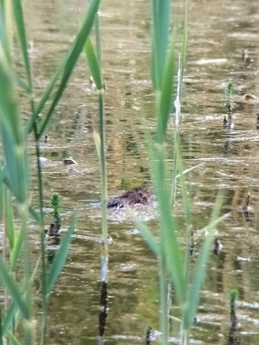 Große Wühlmaus - Bild 4