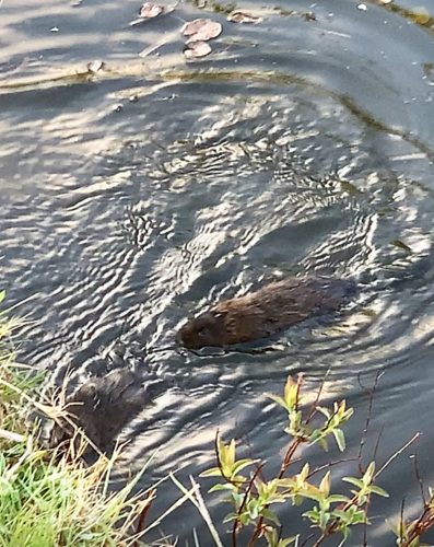 Große Wühlmaus - Bild 5