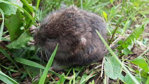 Große Wühlmaus - Bild 6