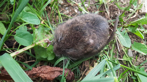 Große Wühlmaus - Bild 8