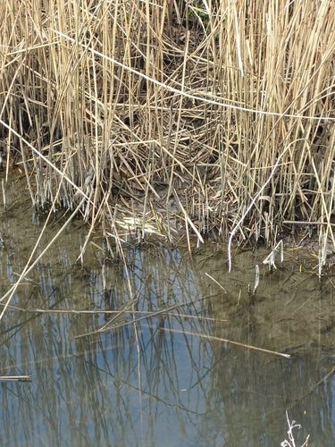 Große Wühlmaus - Bild 1