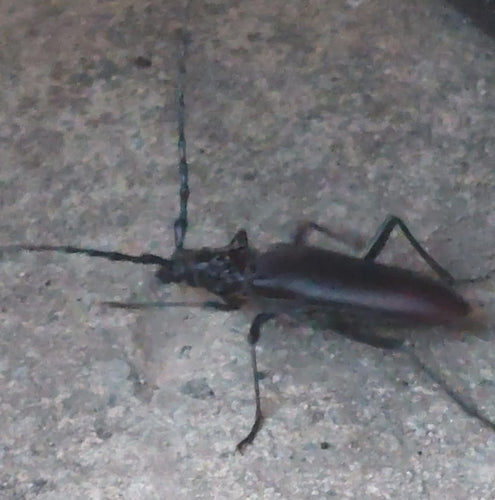Gros mâle de chêne — Bild 5