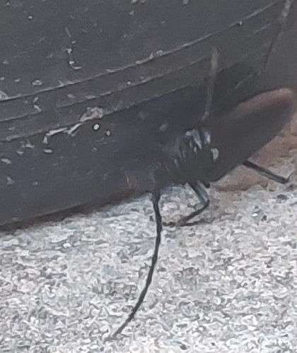 Gros mâle de chêne — Bild 4