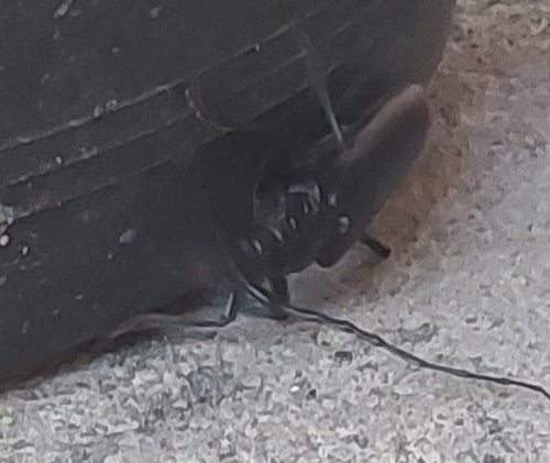 Gros mâle de chêne — Bild 3