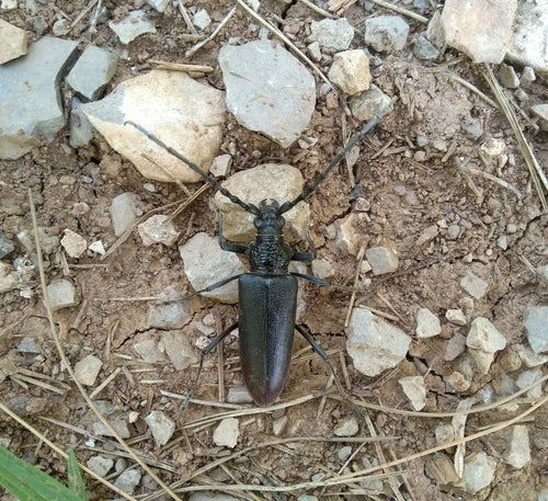 Gros mâle de chêne — Bild 2