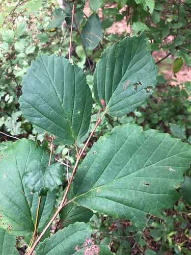 Grand buisson de panache — Bild 4