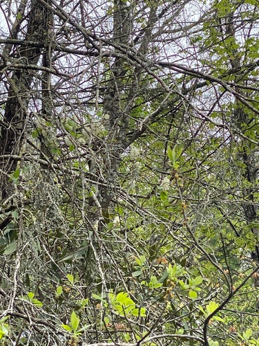 Grand buisson de panache — Bild 5
