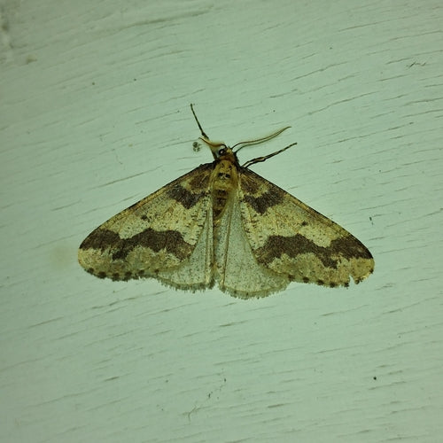 Grand papillon de nuit — photo 5 sur 11