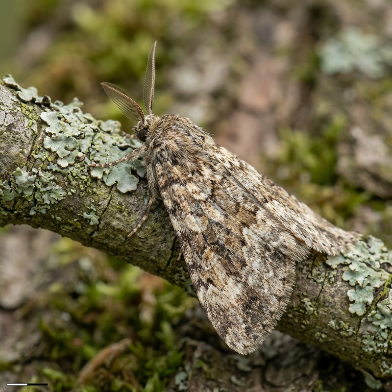 Grand papillon de nuit