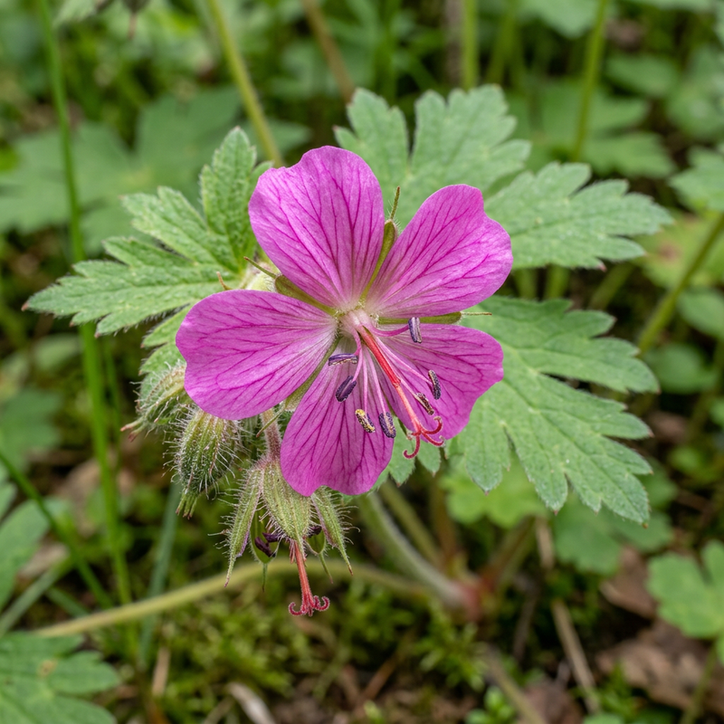 Grand bec de géranium