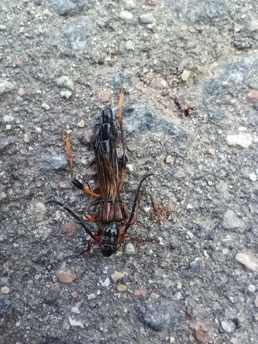 Gros coléoptère guêpe — Bild 3
