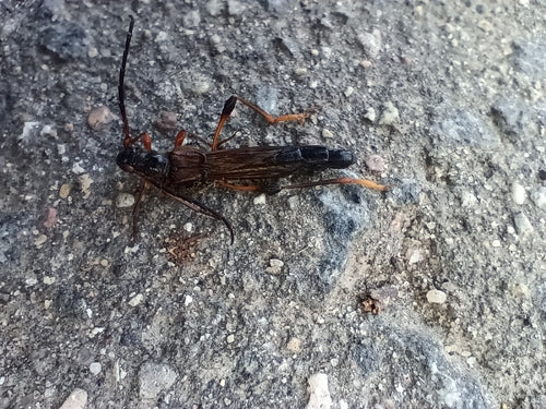 Gros coléoptère guêpe — Bild 2