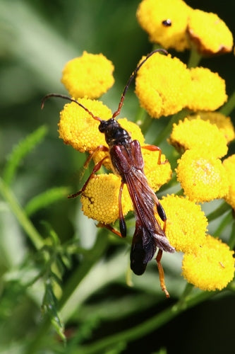 Gros coléoptère guêpe — Bild 5