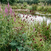Großer Wiesenknopf (Sanguisorba officinalis) in Blüte im naturnahen Garten (KI-generiert)