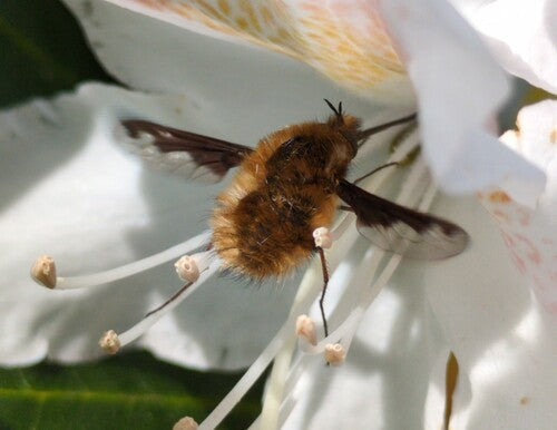 Gros flotteur en laine — Bild 2