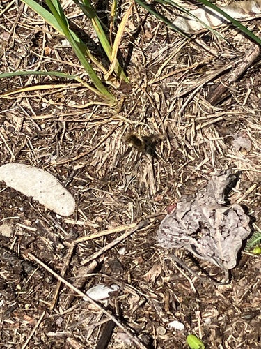 Gros flotteur en laine — Bild 3